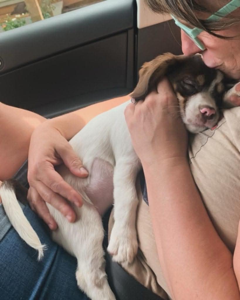 dog being held