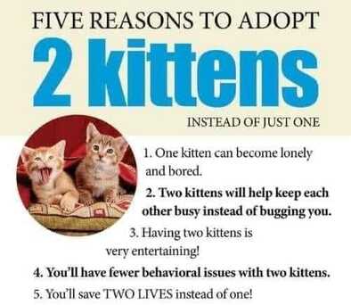 five reasons to adopt two kittens