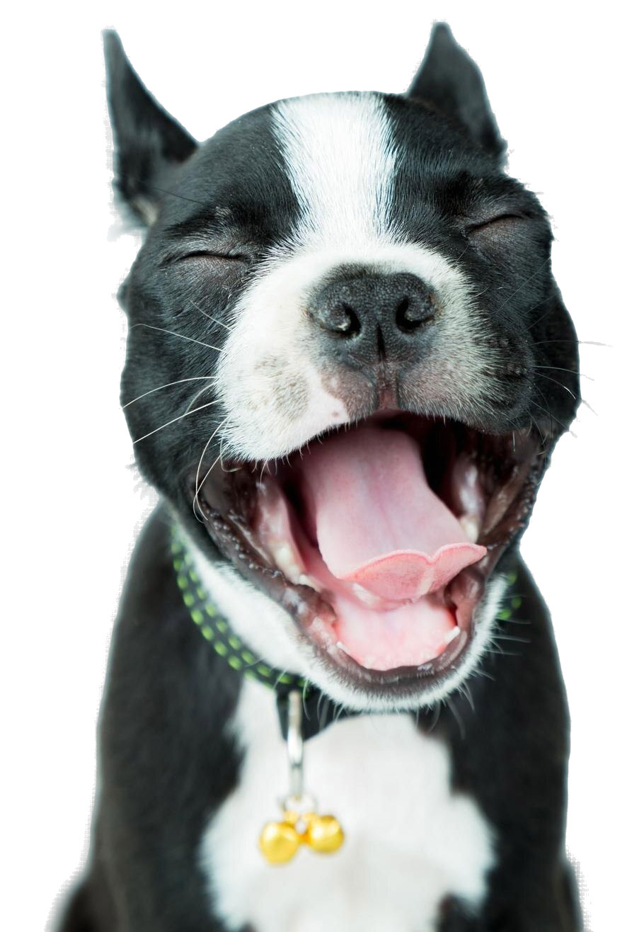 close-up-dog-with-eyes-closed-yawning-against-white-background