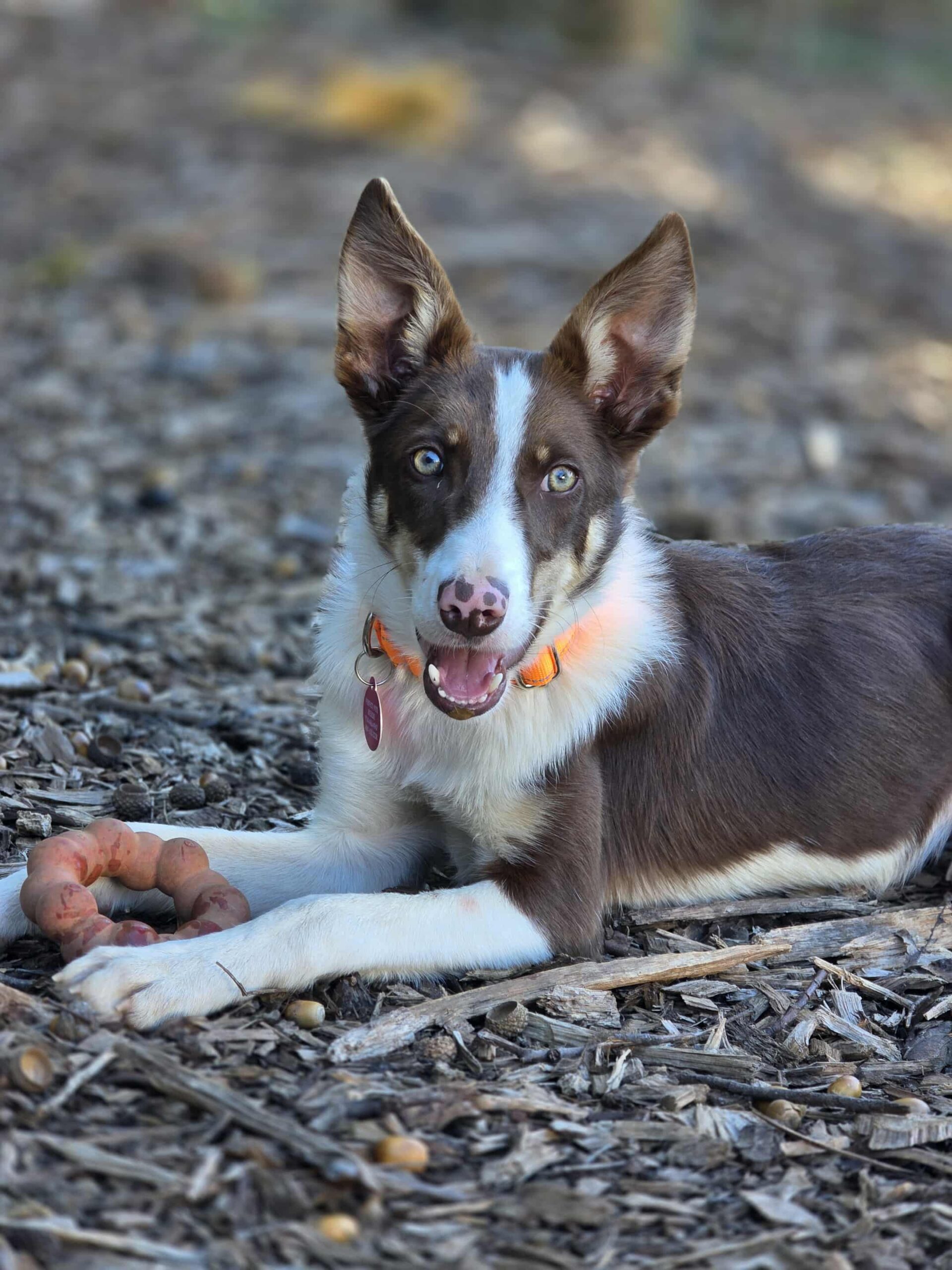 att.ZF3u8HIzk5R6eT4ZjIur1mSFmGb3nYsnLCHLsLpjXiQ