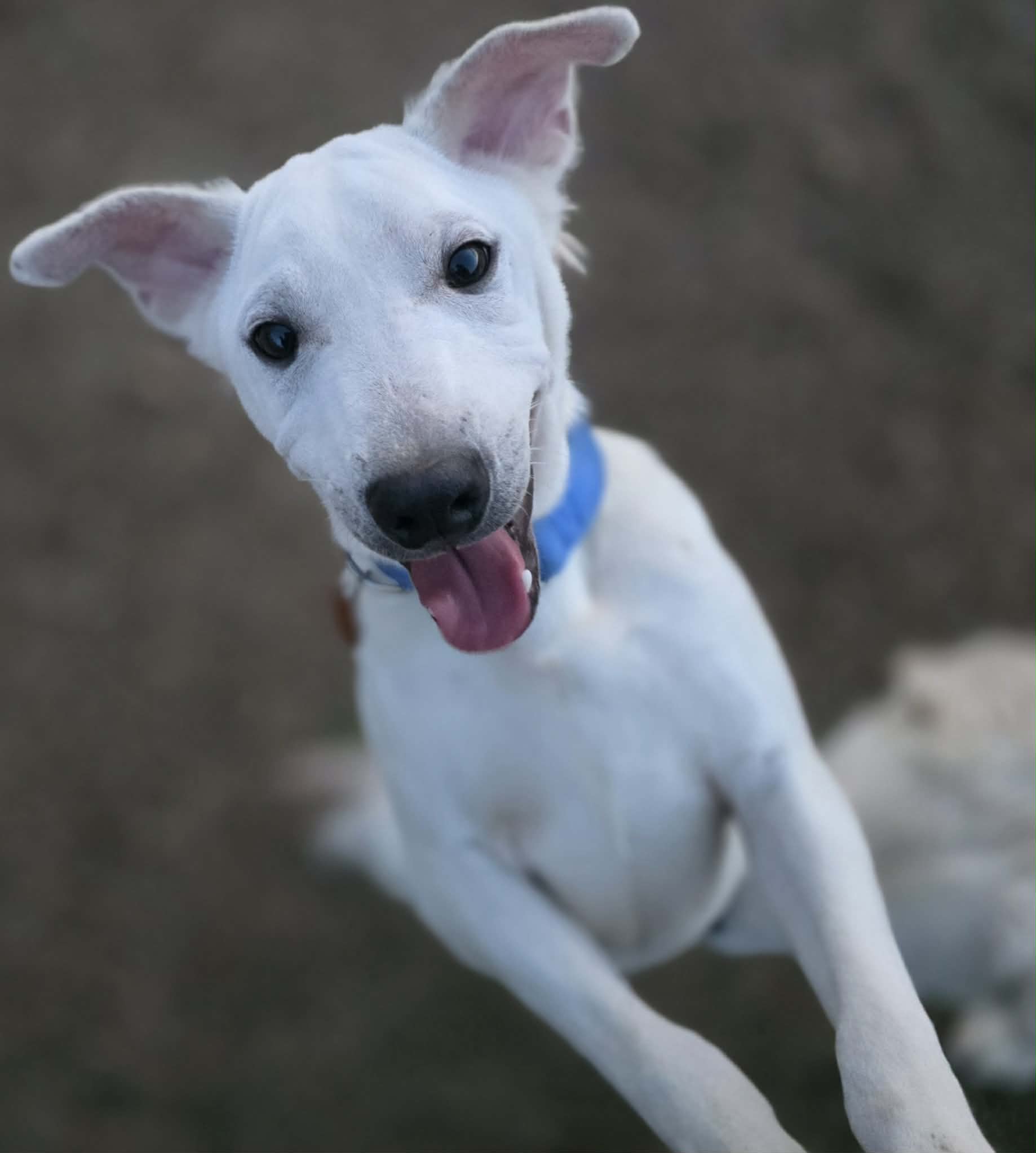 att.1x7l6rix8EpIoqGtZUafWaywdECnwL3evLFVG2ns7AY