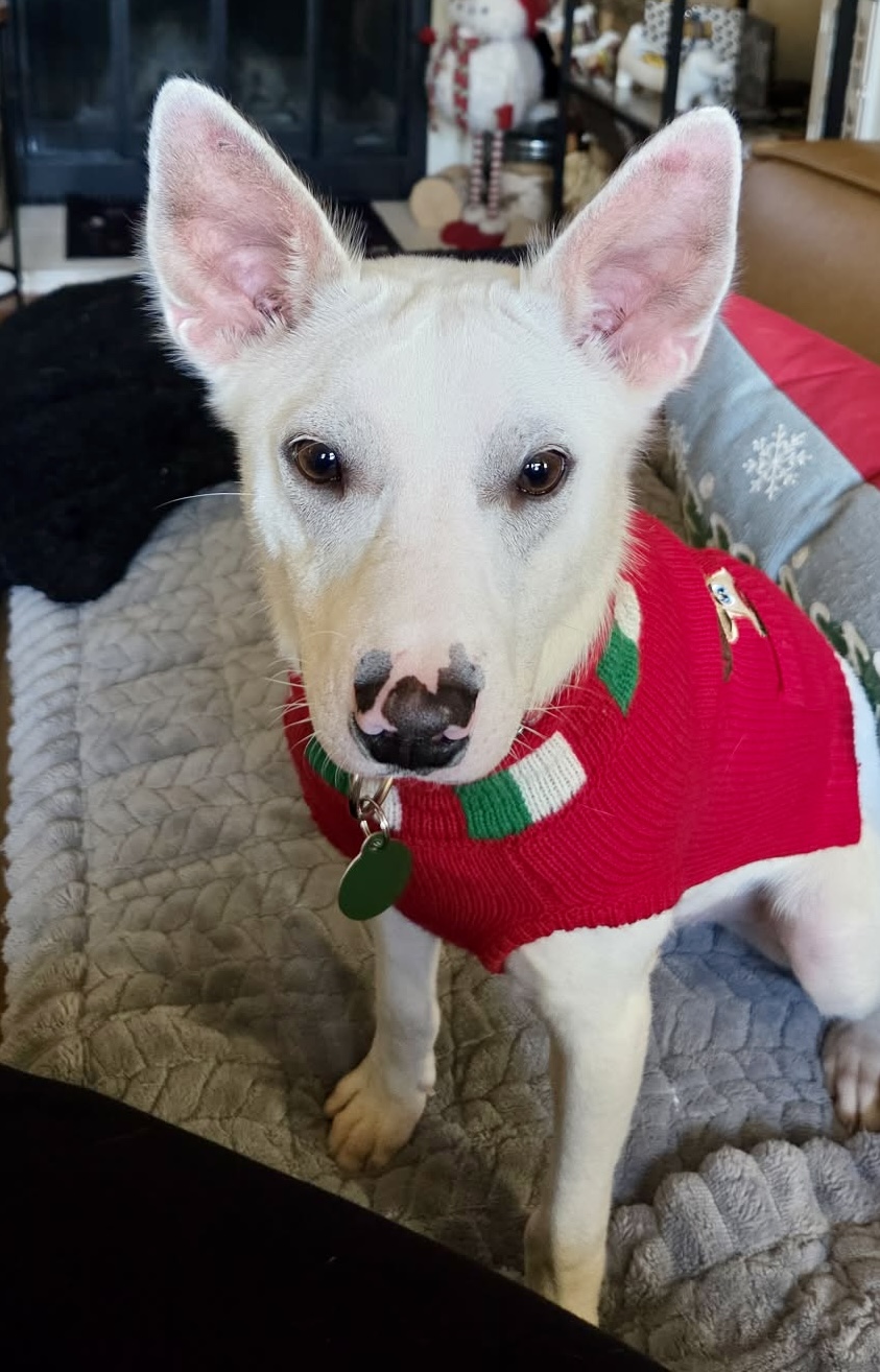 att.jHQSeHp7V-UvNCFG_-bqVHqhdgkpKGaq7VaCJ2UkHa8