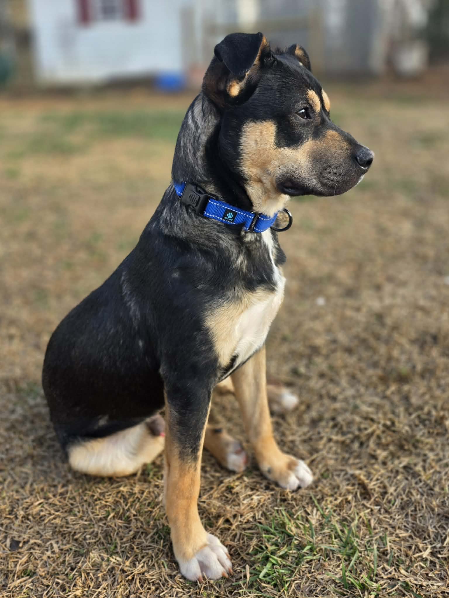 att.o1bOkVp7HJPqK0Gf5pVRMylklP_SrL4vnj3XnR2TKQw