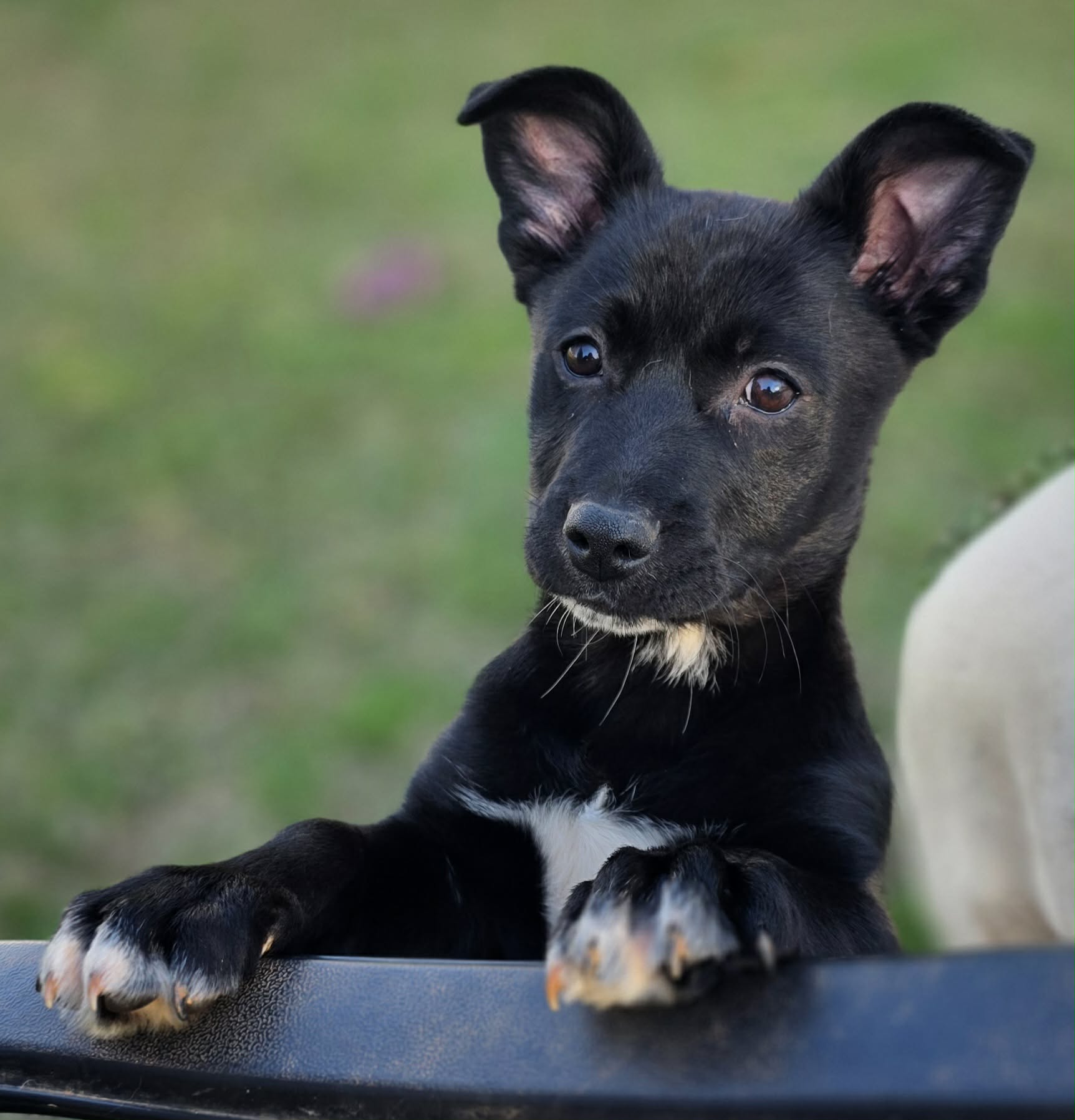 att.C-1Twf_u4EXoTtIGGX4x77NVUGmNNgHOooWBQt-vIAo