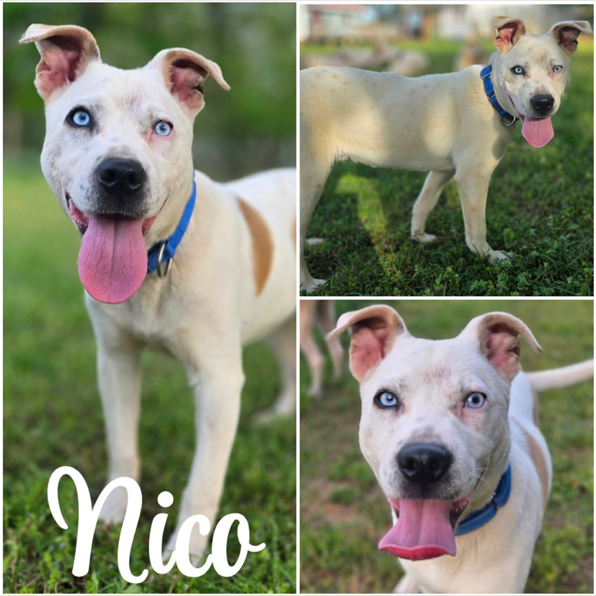 att.ti8KomZ-6IkjaFLtXLNzAuy3dAimoqwDySTLPzkwfDE